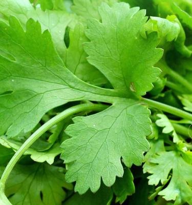 Coriander